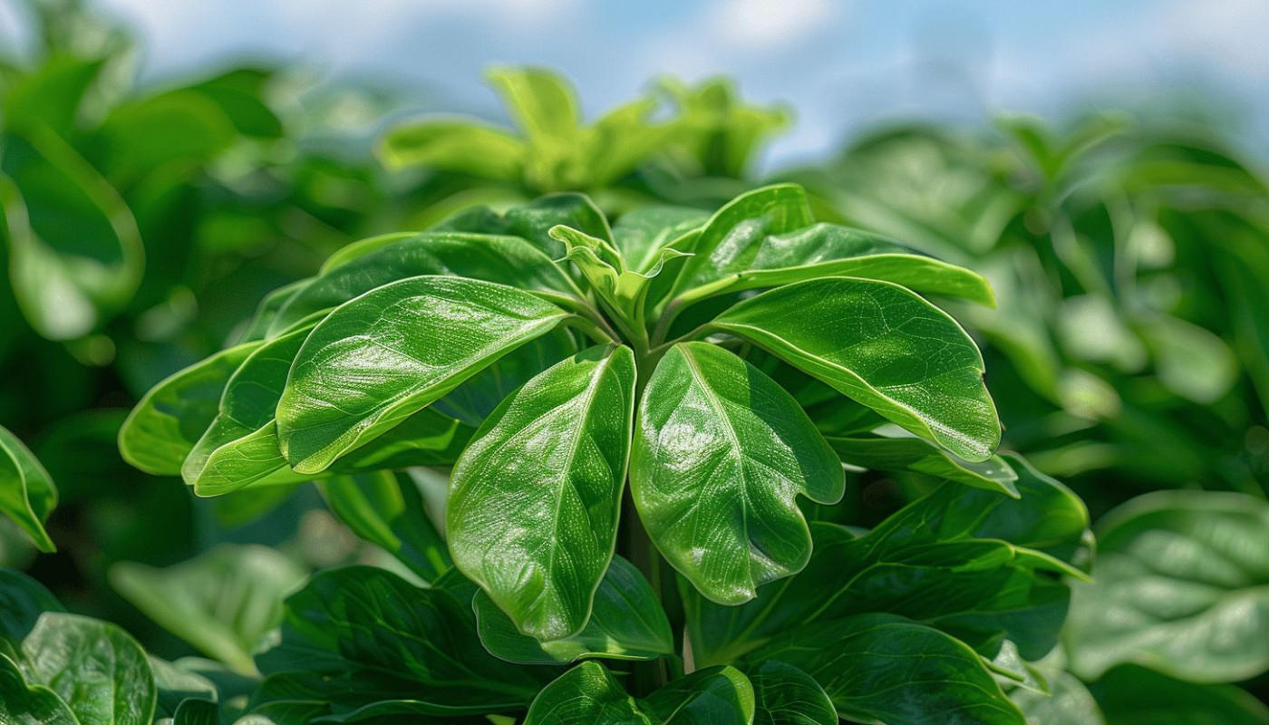 Comprendre et cultiver le schefflera actinophylla, la plante exotique en vogue