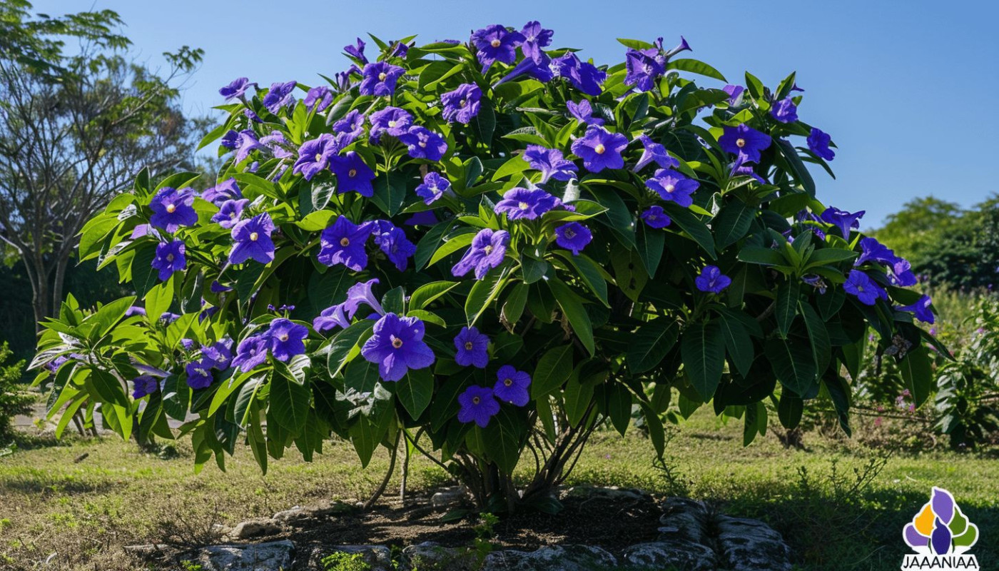 La beauté et les bienfaits de la Cassia Javanica pour votre jardin